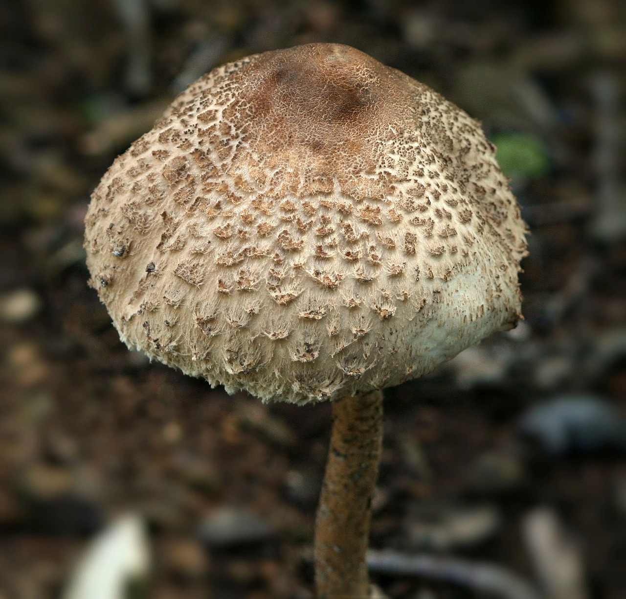 最新韭黄种植技术视频，引领现代农业的新篇章